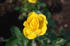 黄バラ