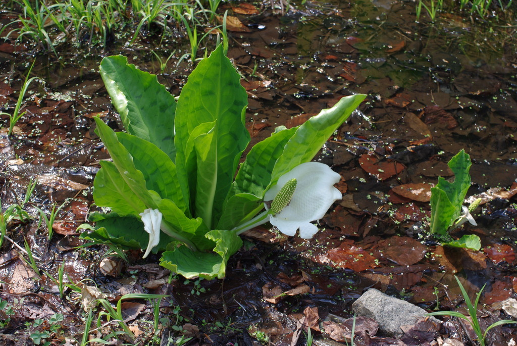 IMGP0599