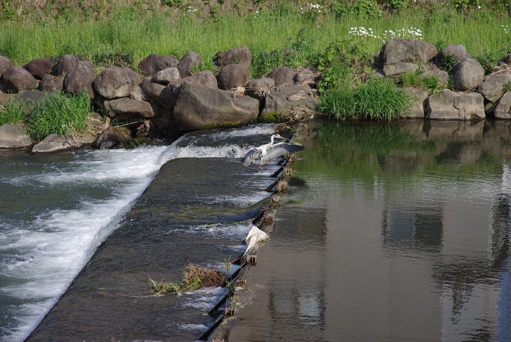 IMGP1098