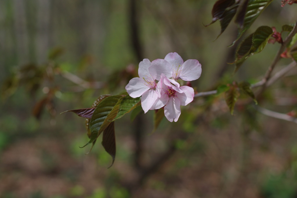 IMGP0617