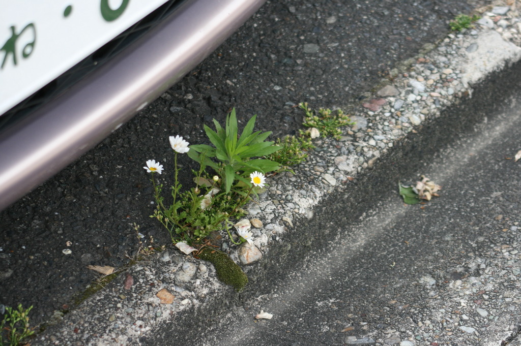 健気だね