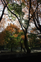 CentralPark_03