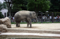 Elephant