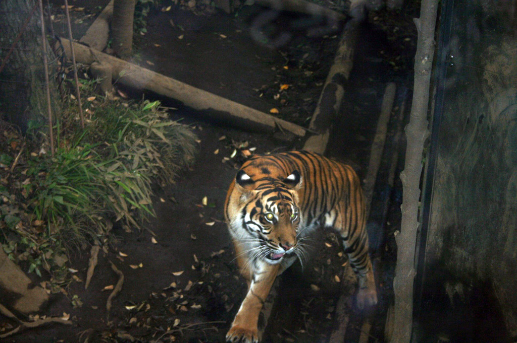 Tiger_01