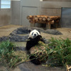 Panda_02