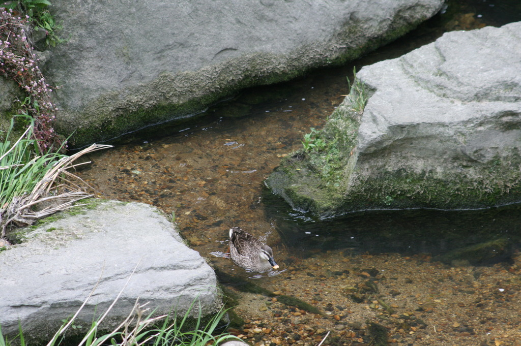 かもかもね？