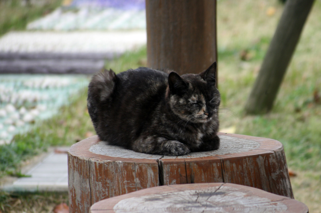 Inuyama_Cats_01