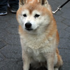 PrettyDog