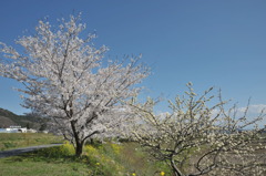 帰り道　桜