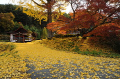 銀杏