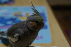 クッキー