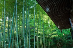 鎌倉の長谷寺