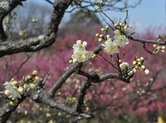 馥郁