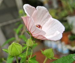 parabola flower