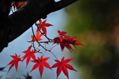紅葉