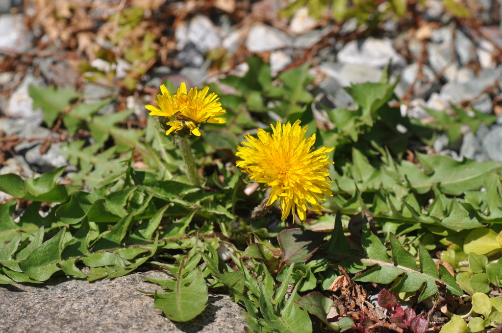 Dandelion