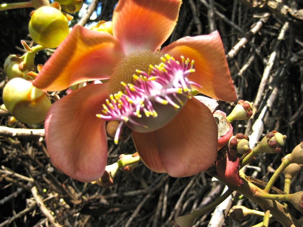 Cannon ball flower