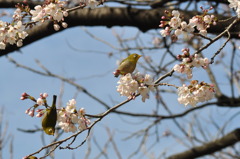 仲良しメジロ