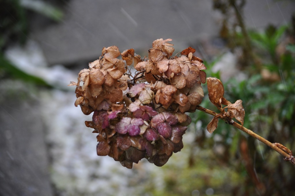 Dried flower