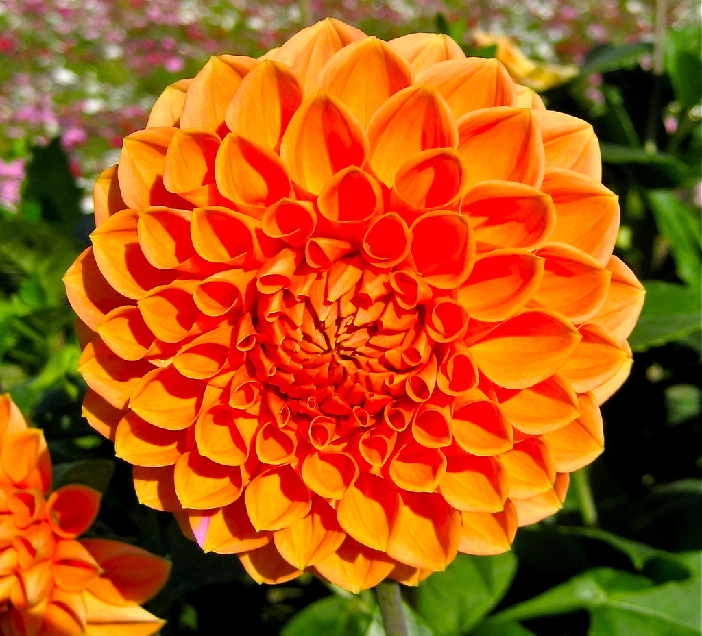 Huge Dahlia