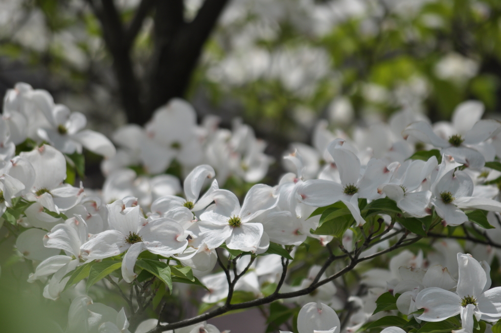 Full blossom