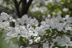 Full blossom