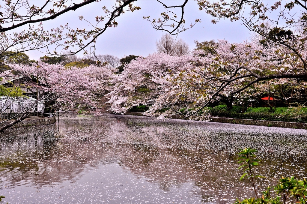 花づくし