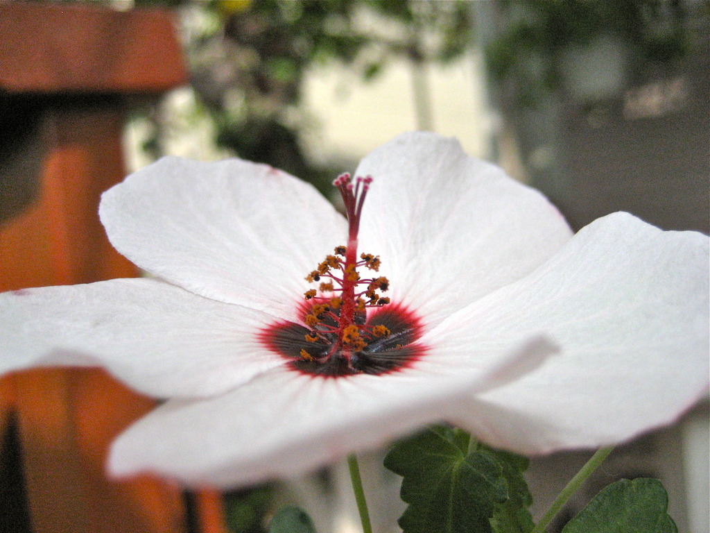 今朝の花 Ⅰ