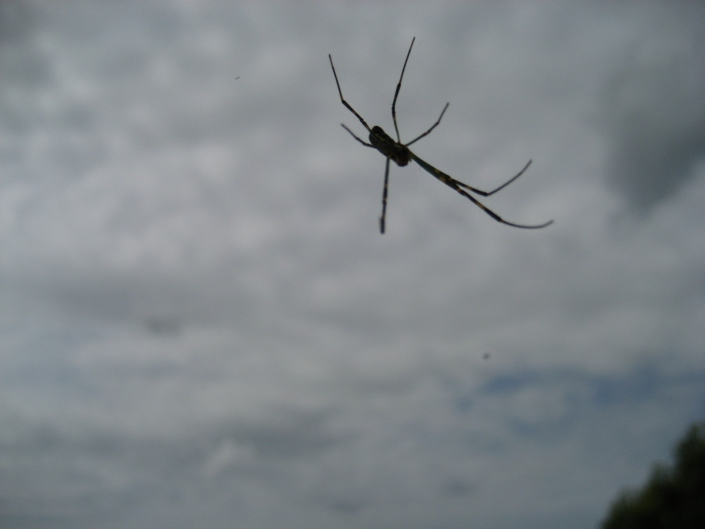 雲を這う蜘蛛