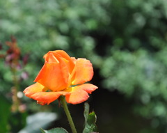 Joyfully