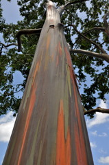 Rainbow Tree