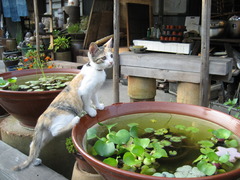 金魚触ってもいい？