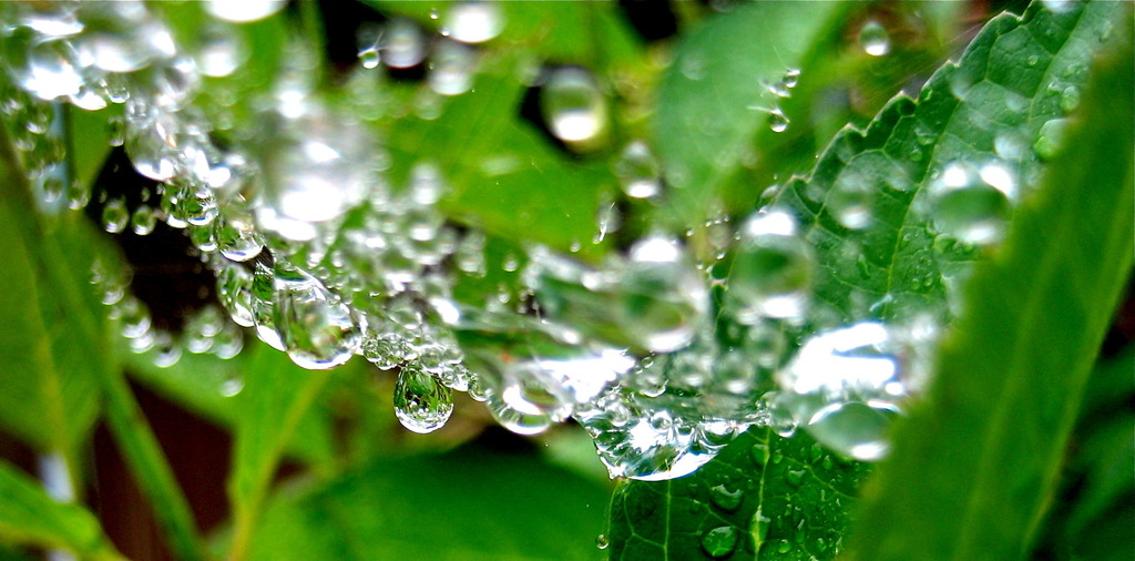 Raindrops hammock made of spider silk