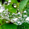 Raindrops hammock made of spider silk