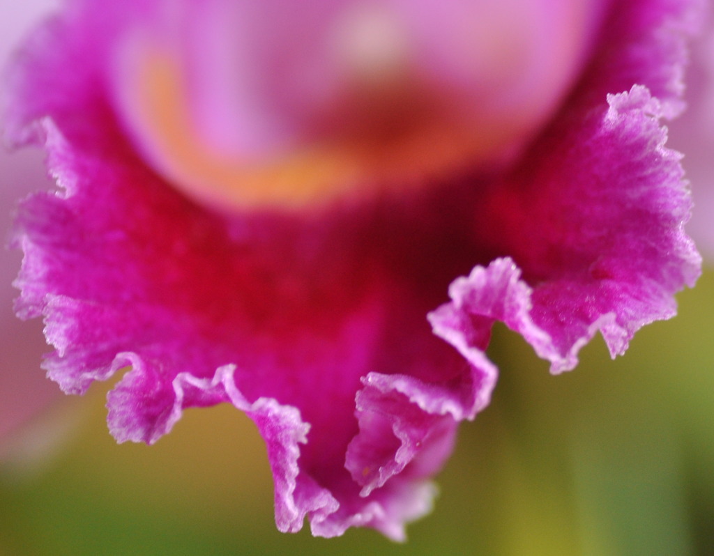Pink ruffle 