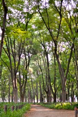 Path