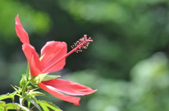 紅葉葵