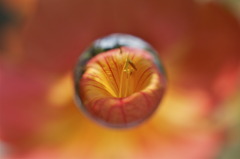 空中花