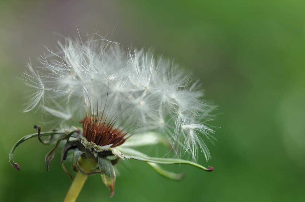 Blowin 'in the Wind