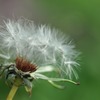 Blowin 'in the Wind