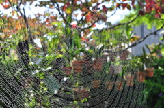 Autumn Lace
