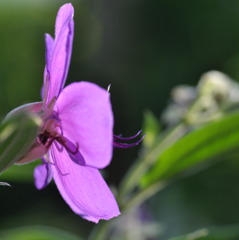 Purple shines 