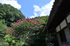 百日紅・扇の様に