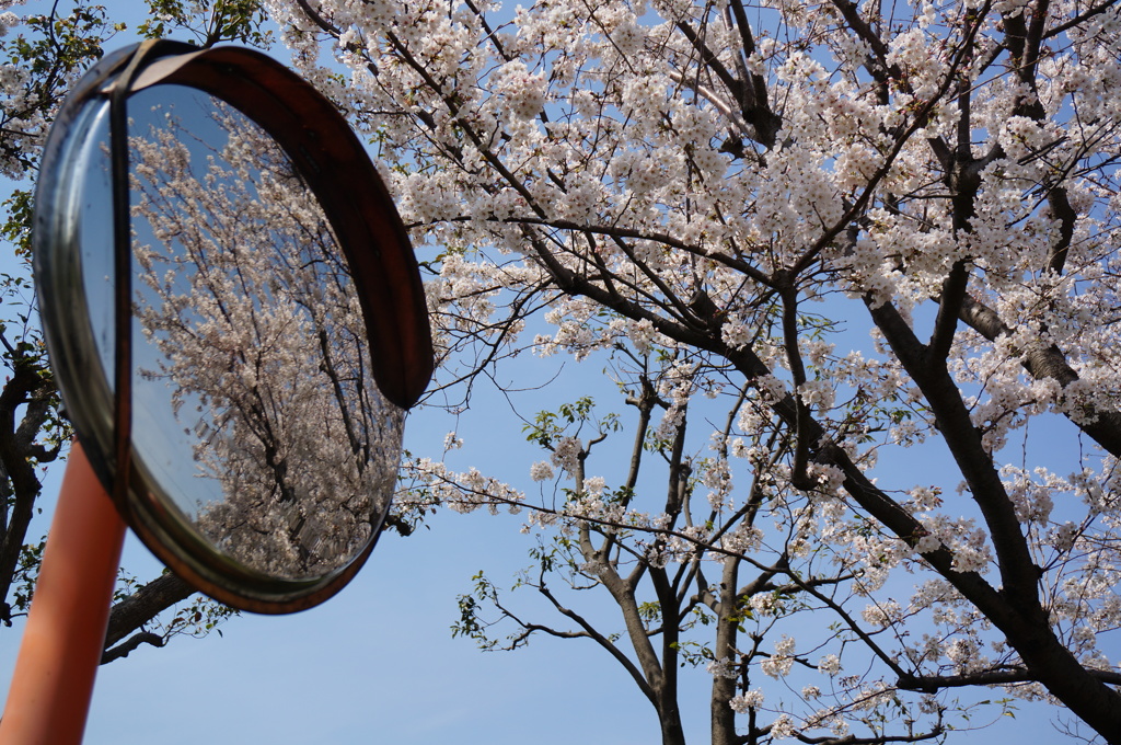 桜ミラー
