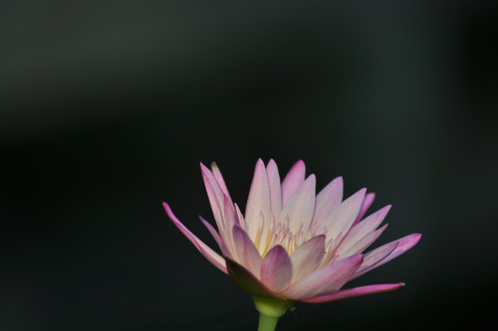 Water lily 