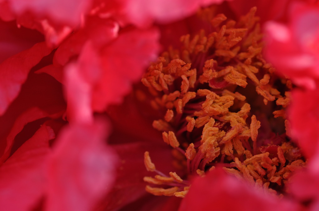 花芯