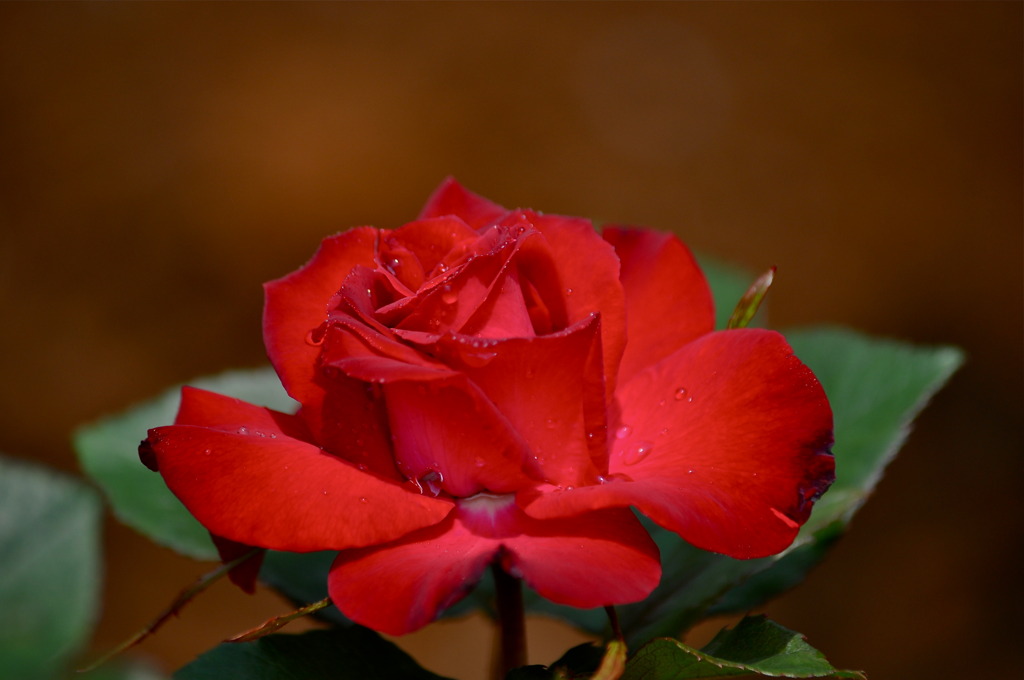 Crimson
