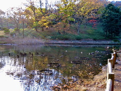 夕日の鴨池