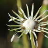 Wet dandelion fluff