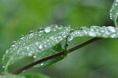 After the rain